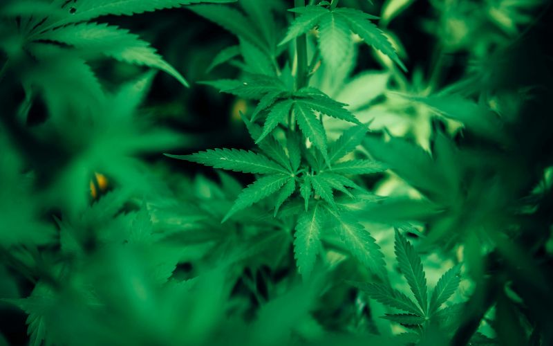 Animal Sorbet Strain