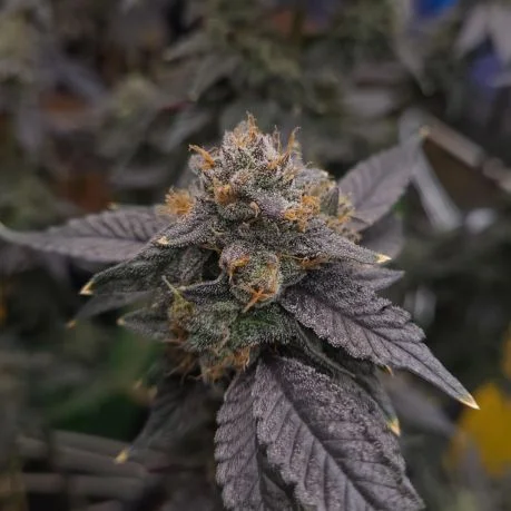 Maximum Yield Bundle Pack