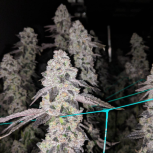 Mixed Hybrid Bundle Pack