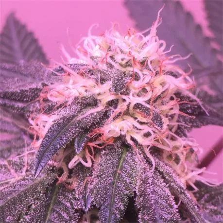 Platinum Rockstar Kush