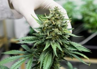 Premium Cannabis Clone in Canada