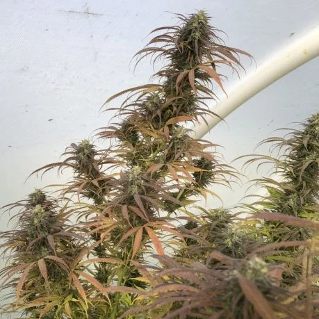 Sunset Sherbert Clones