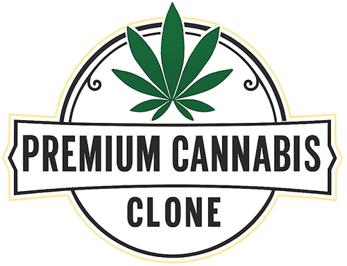 Premium Cannabis Clone