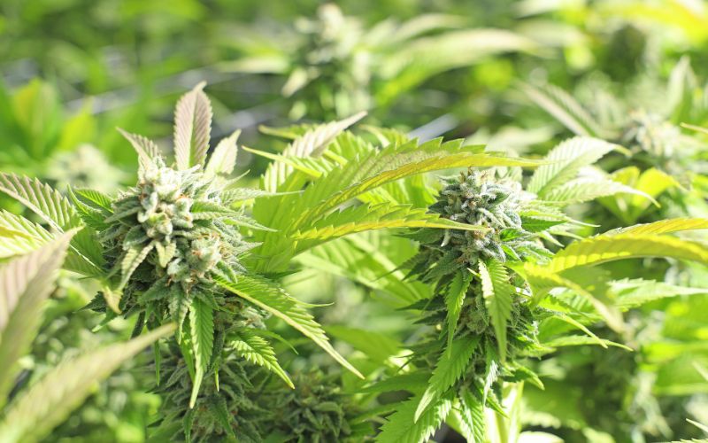 10 Essential Tips for Growing Cannabis Clones