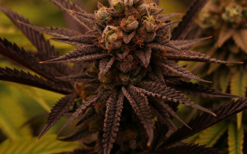 Buy Cannabis Clones in London