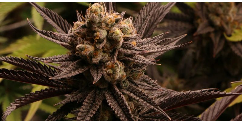 Buy Cannabis Clones in Surrey