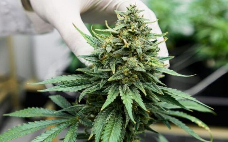 How to Choose the Right Cannabis Clones for Winter Growth