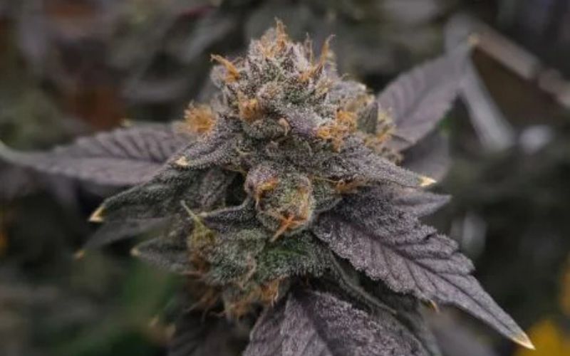 What Makes Grey God Strain Unique in Cannabis Culture