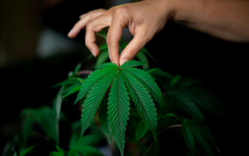 Complete Cannabis Grower’s Guide for Premium Clones in Canada