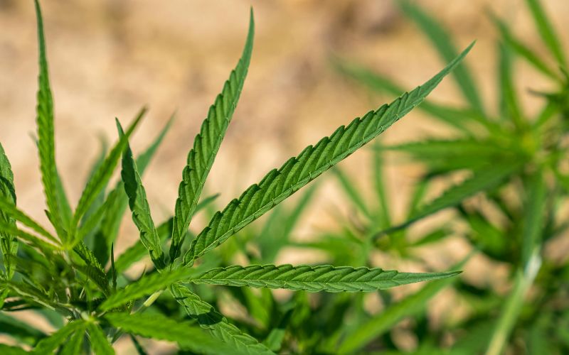 How to Grow Cannabis Strains After Ordering Online A Complete Canadian Grower’s Guide