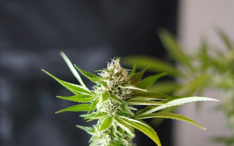 What Makes Gummy Buns Strain Unique