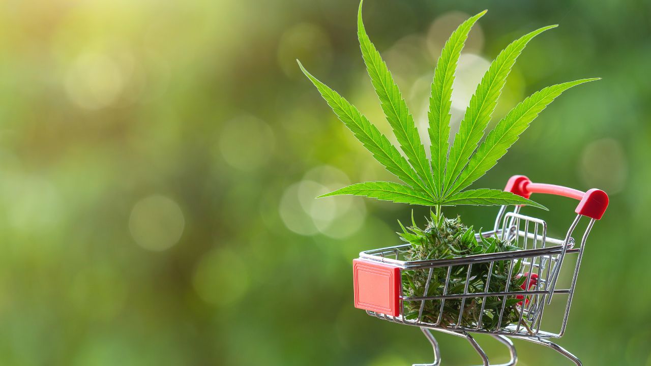 buy -El-chapo-cannabis-clones