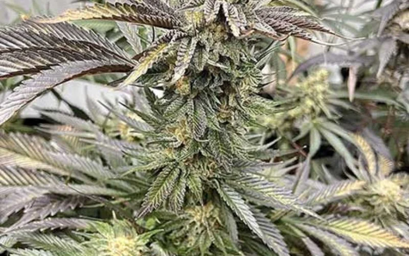 peanut-butter-rockstar-clones-for-sale