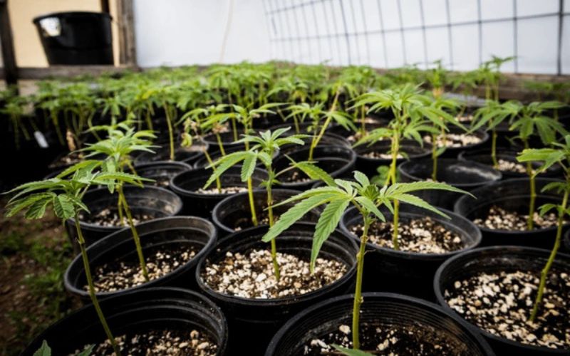 Spring Cannabis Clones Why Spring Is the Best Time to Start Growing