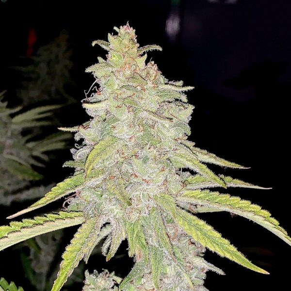 Glitter Bomb for Sale