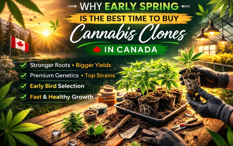 Why Early Spring is the Best Time to Buy Cannabis Clones in Canada