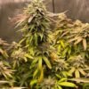 Buy Pink Kush
