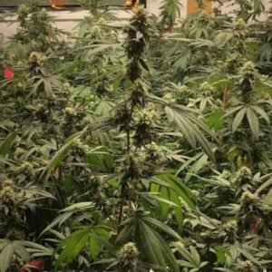 Frosted Fruit Cake
