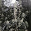 Frosted Fruit Cake For Sale