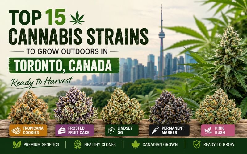 Top 15 Cannabis Strains to Grow Outdoors in Toronto, Canada