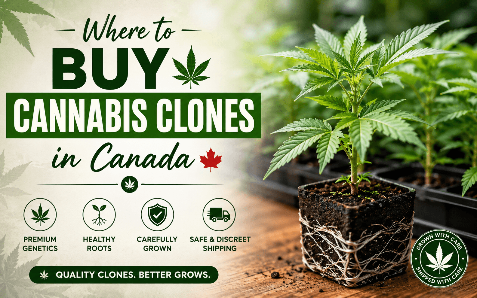 Where to Buy Cannabis Clones in Canada