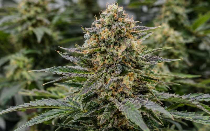 Death Bubba Strain